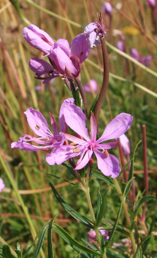 Image of Chamaenerion colchicum specimen.