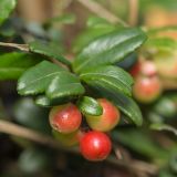 Vaccinium vitis-idaea