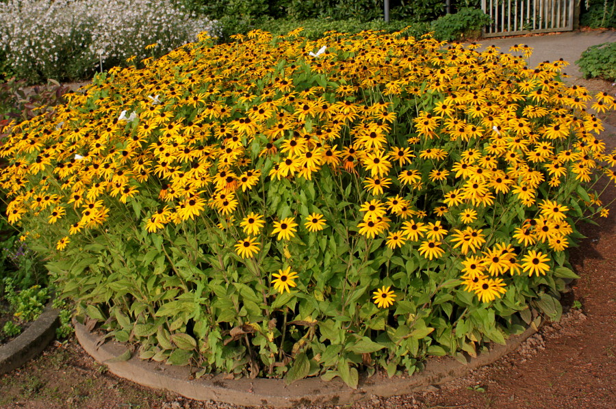 Image of Rudbeckia hirta specimen.