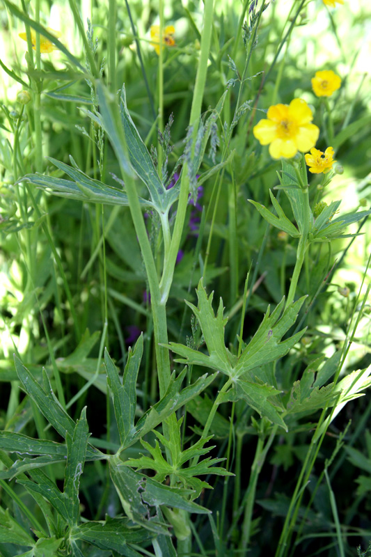 Image of Ranunculus brevirostris specimen.