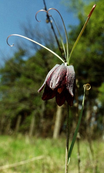 Изображение особи Fritillaria ruthenica.