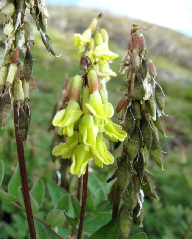 Изображение особи Astragalus frigidus.