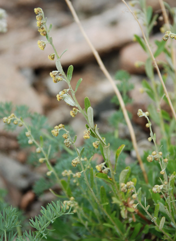 Image of Artemisia lagocephala specimen.