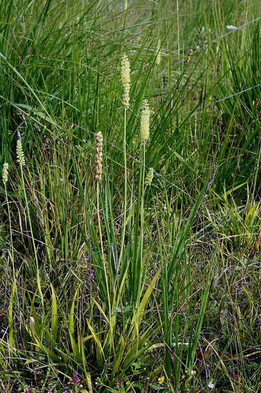 Image of Tofieldia calyculata specimen.