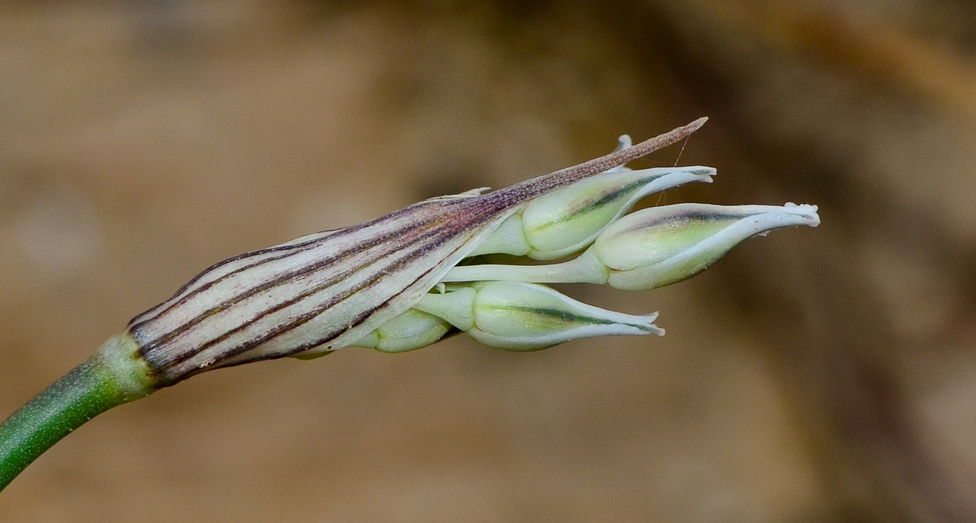 Image of Allium desertorum specimen.