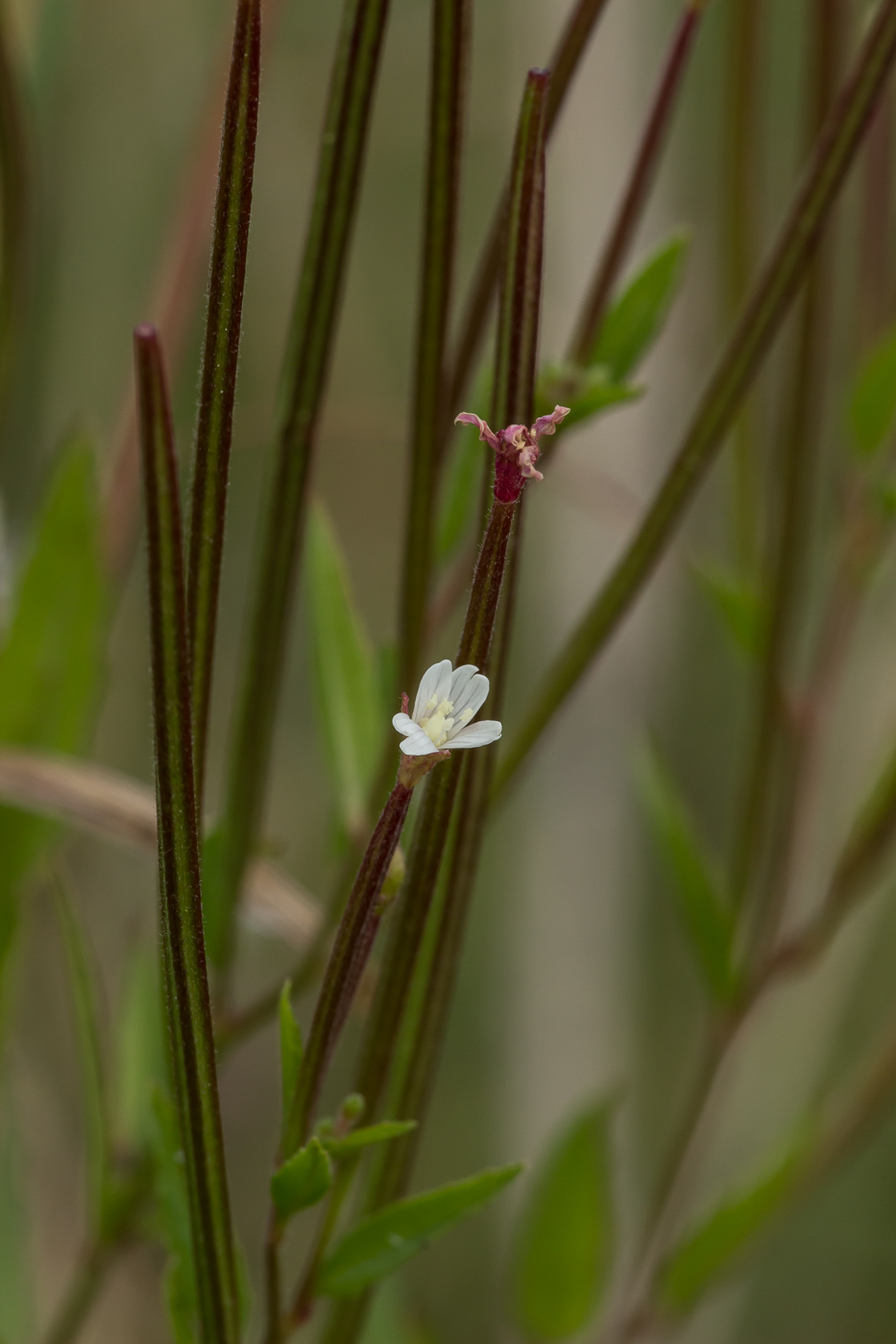 Image of Epilobium pseudorubescens specimen.