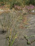 Agrostis stolonifera