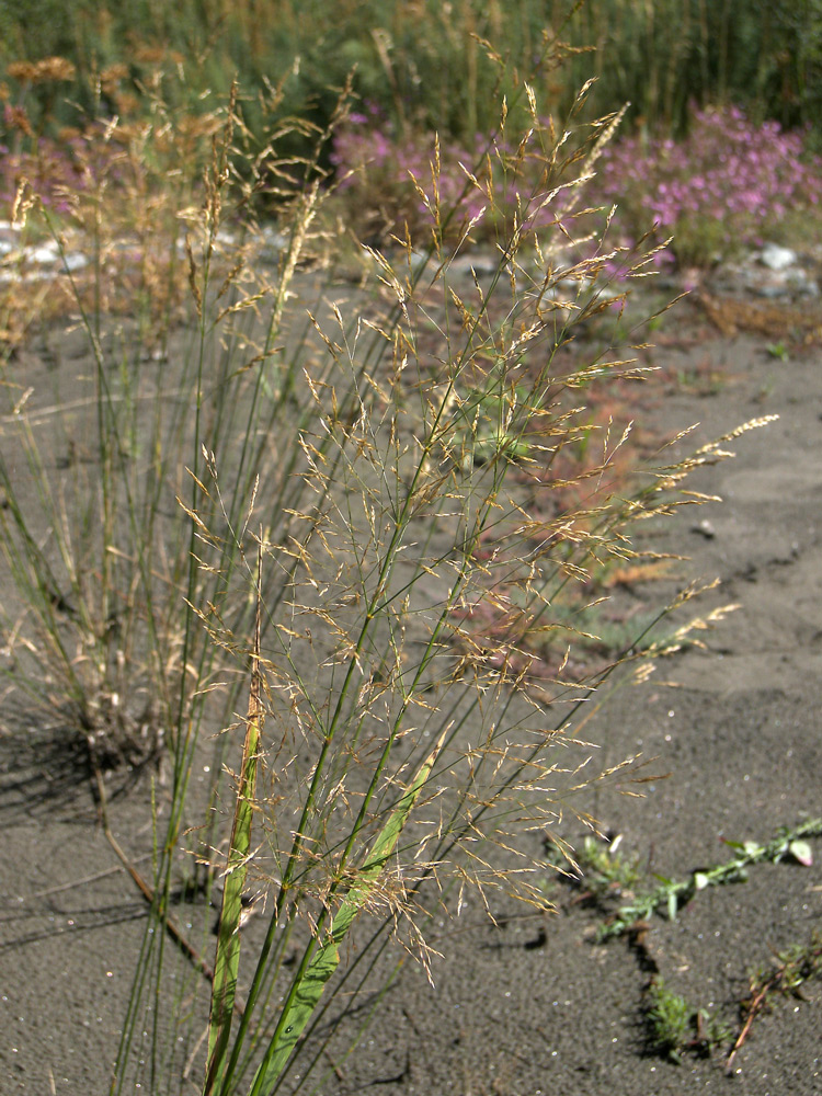 Image of Agrostis stolonifera specimen.