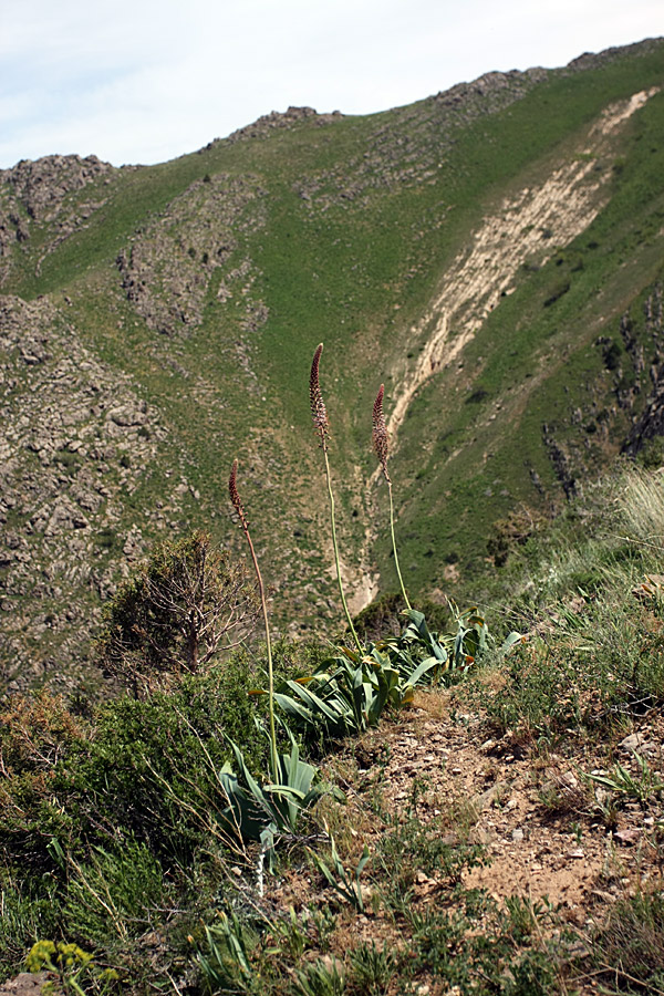 Image of Eremurus regelii specimen.