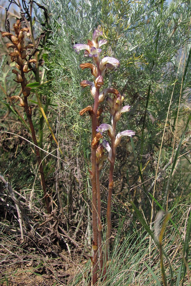 Image of Orobanche cumana specimen.