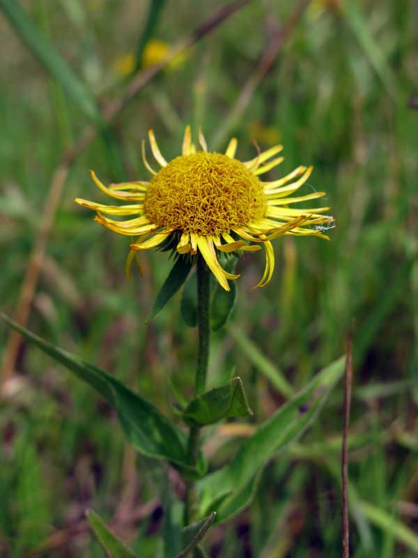 Image of Inula salicina specimen.