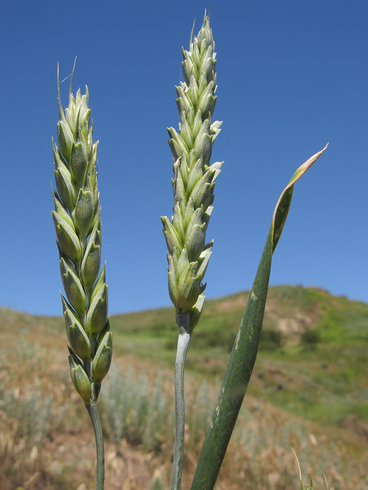 Image of Triticum aestivum specimen.