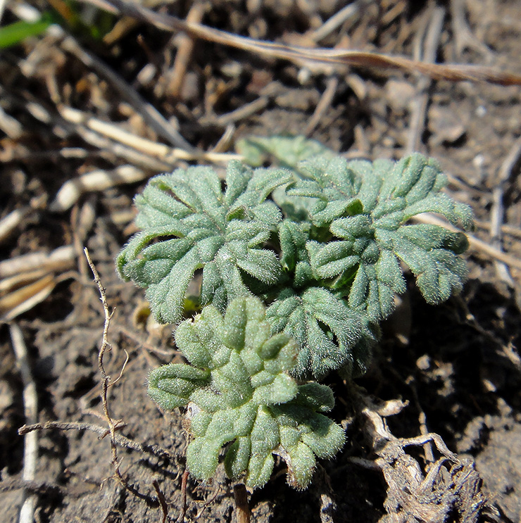 Image of Leonurus deminutus specimen.