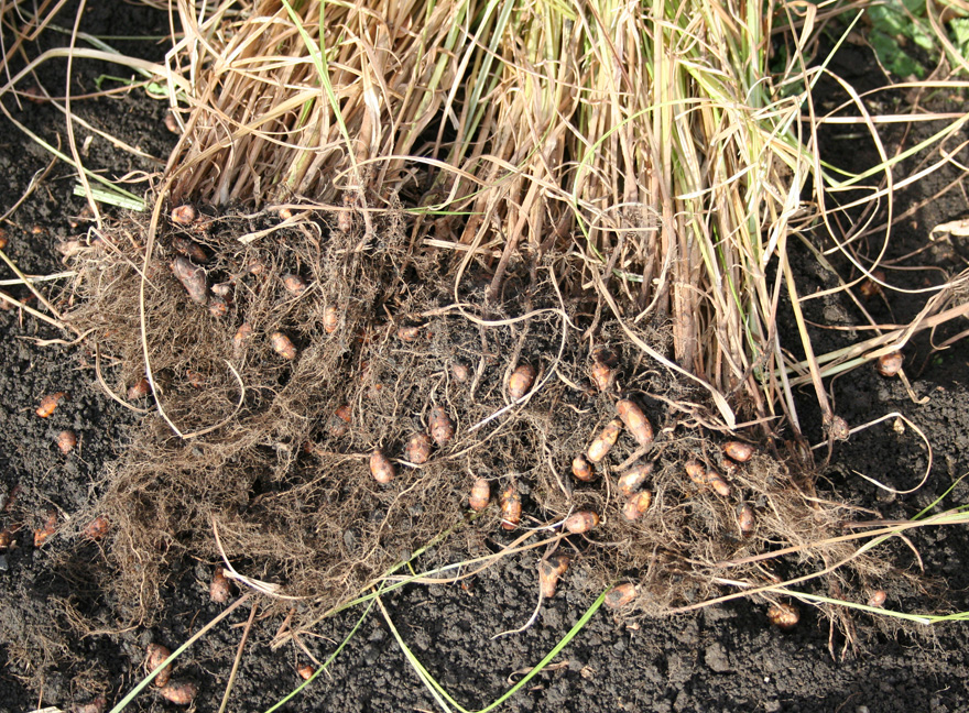 Image of Cyperus esculentus specimen.