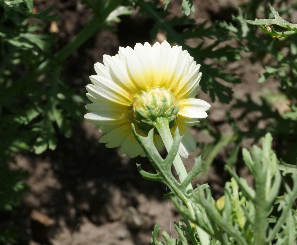 Изображение особи Glebionis coronaria.