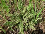 Pedicularis sceptrum-carolinum