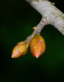 Hakea bucculenta. Часть ветви с генеративными почками. Израиль, Шарон, пос. Кфар Монаш, ботанический сад \"Хават Ганой\". 15.12.2015.