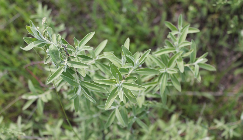 Image of Elaeagnus angustifolia specimen.