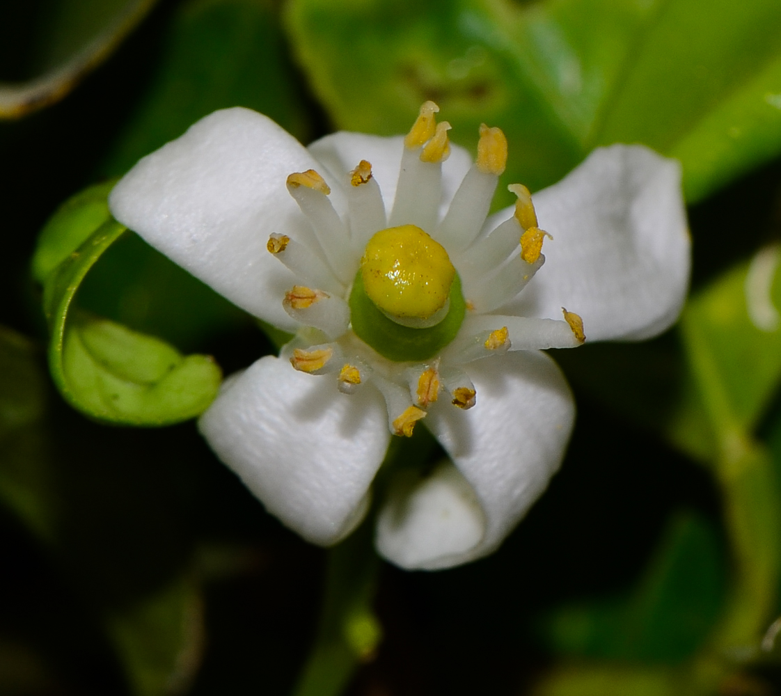 Изображение особи Citrus reticulata.