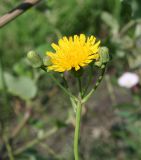 Sonchus arvensis. Раскрывшееся и нераскрывшиеся соцветия. Восточный Казахстан, Уланский р-н, окр. с. Украинка, луг. 16.07.2012.