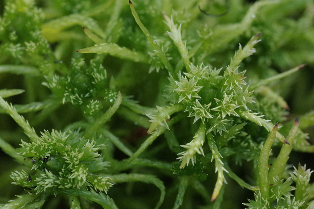 Image of Sphagnum squarrosum specimen.