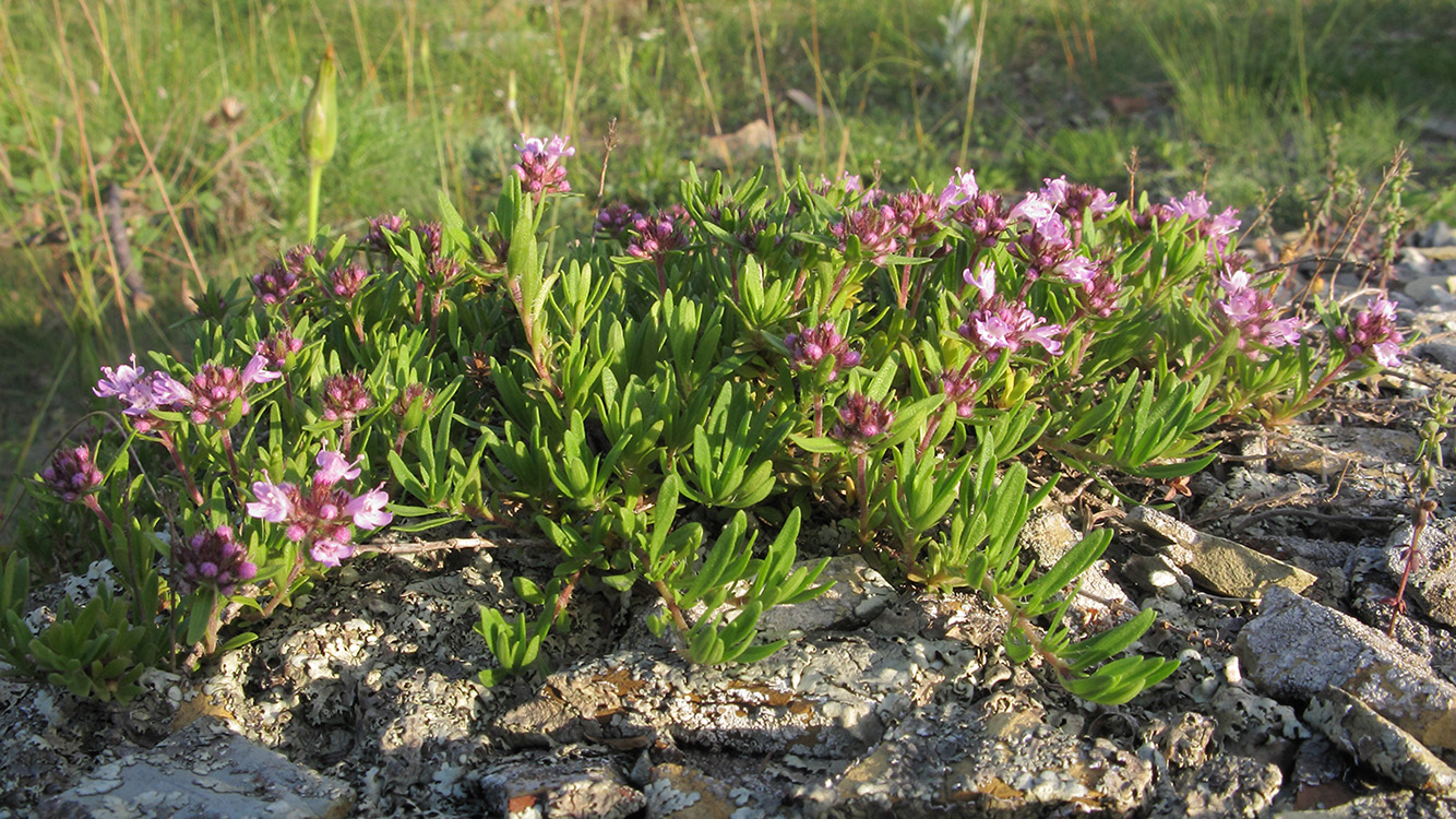 Image of Thymus elenevskyi specimen.