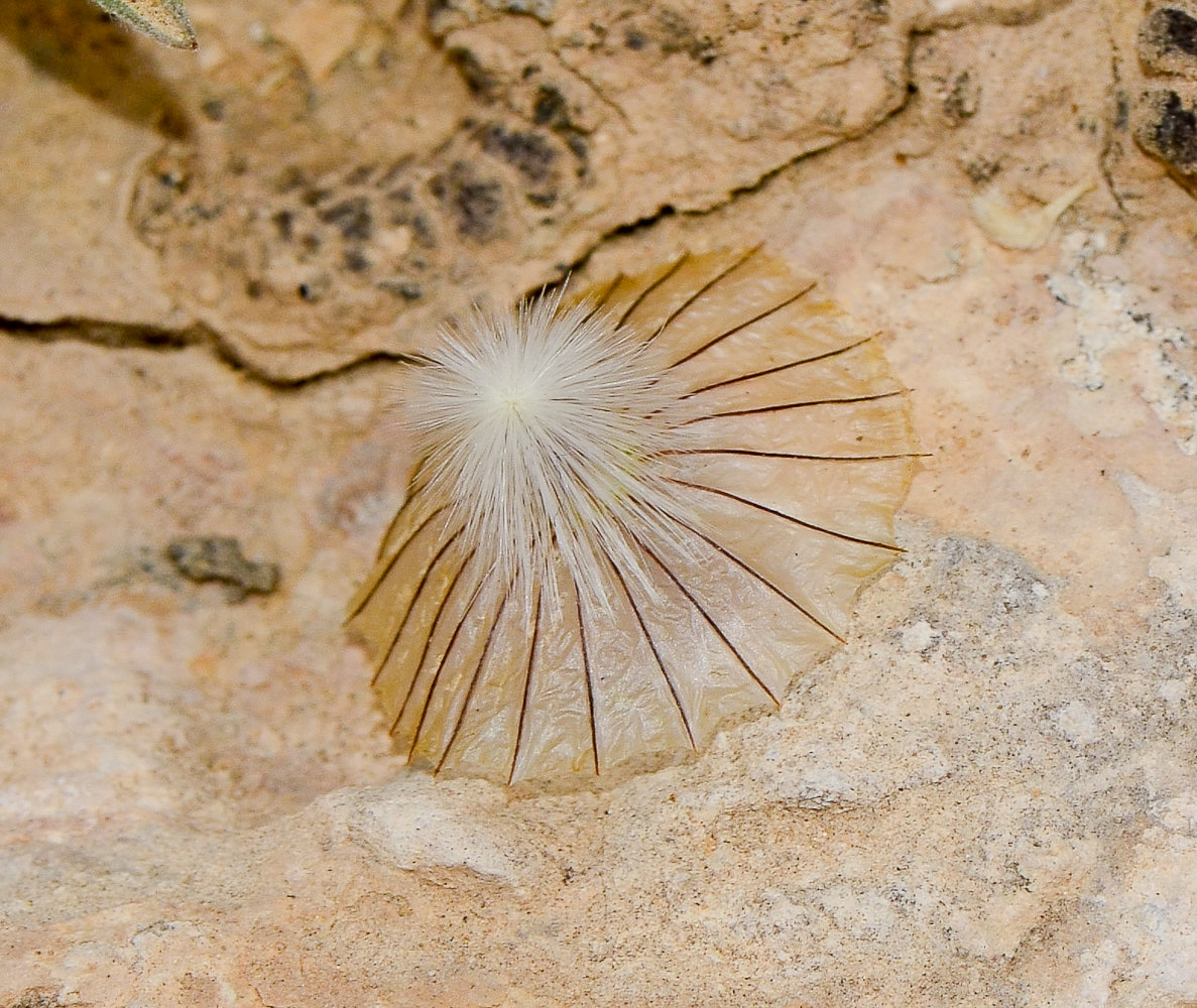 Image of Lomelosia porphyroneura specimen.