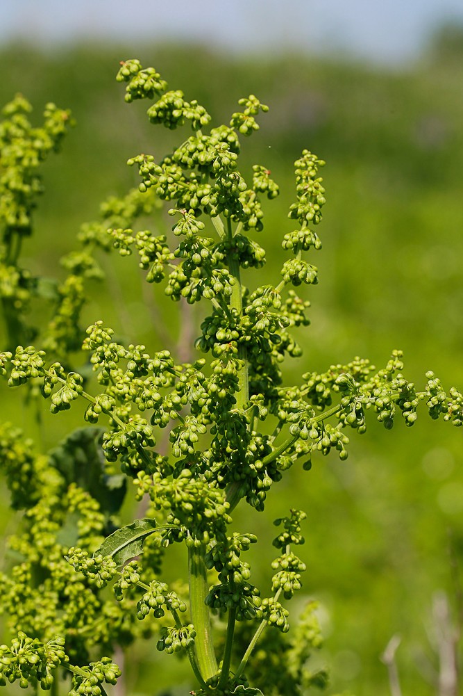 Image of Rumex confertus specimen.