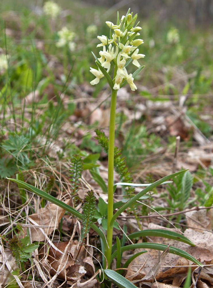 Image of Dactylorhiza romana specimen.