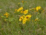 Senecio jacobaea