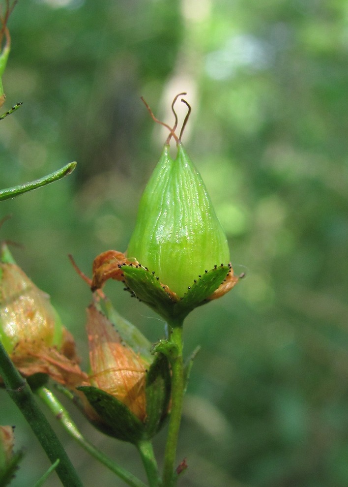 Изображение особи Hypericum lydium.