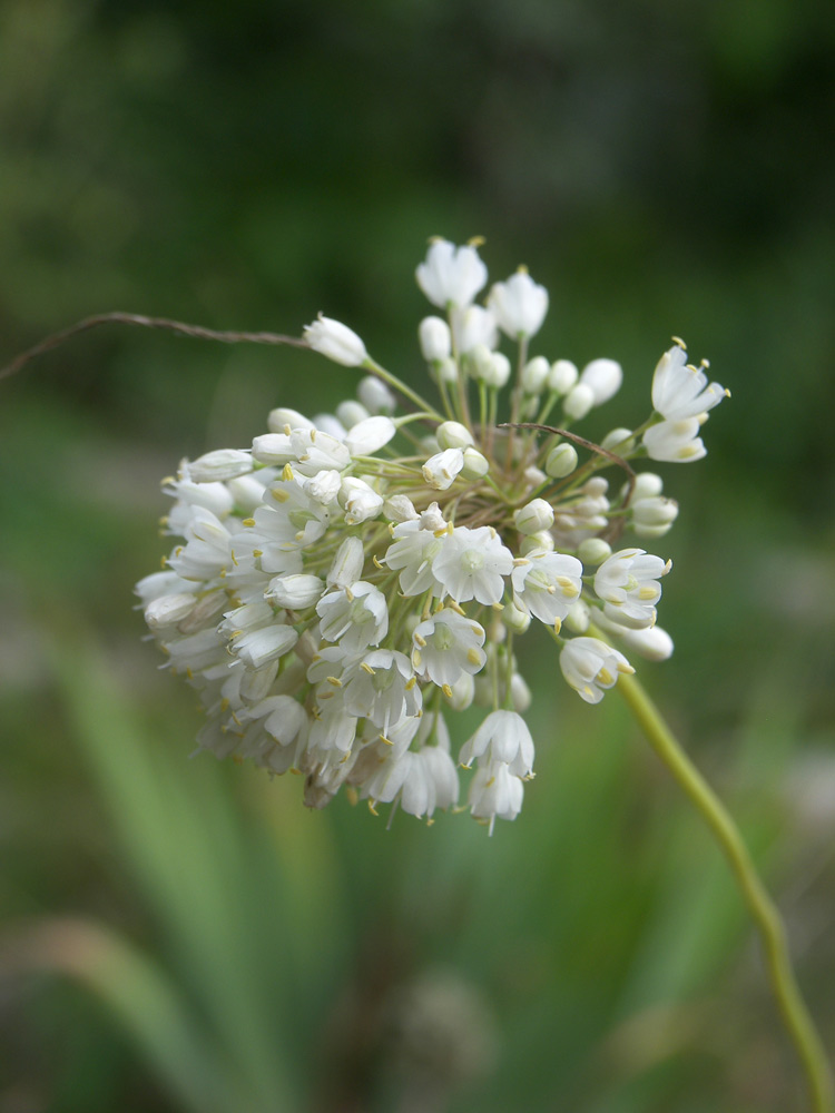 Image of Allium myrianthum specimen.