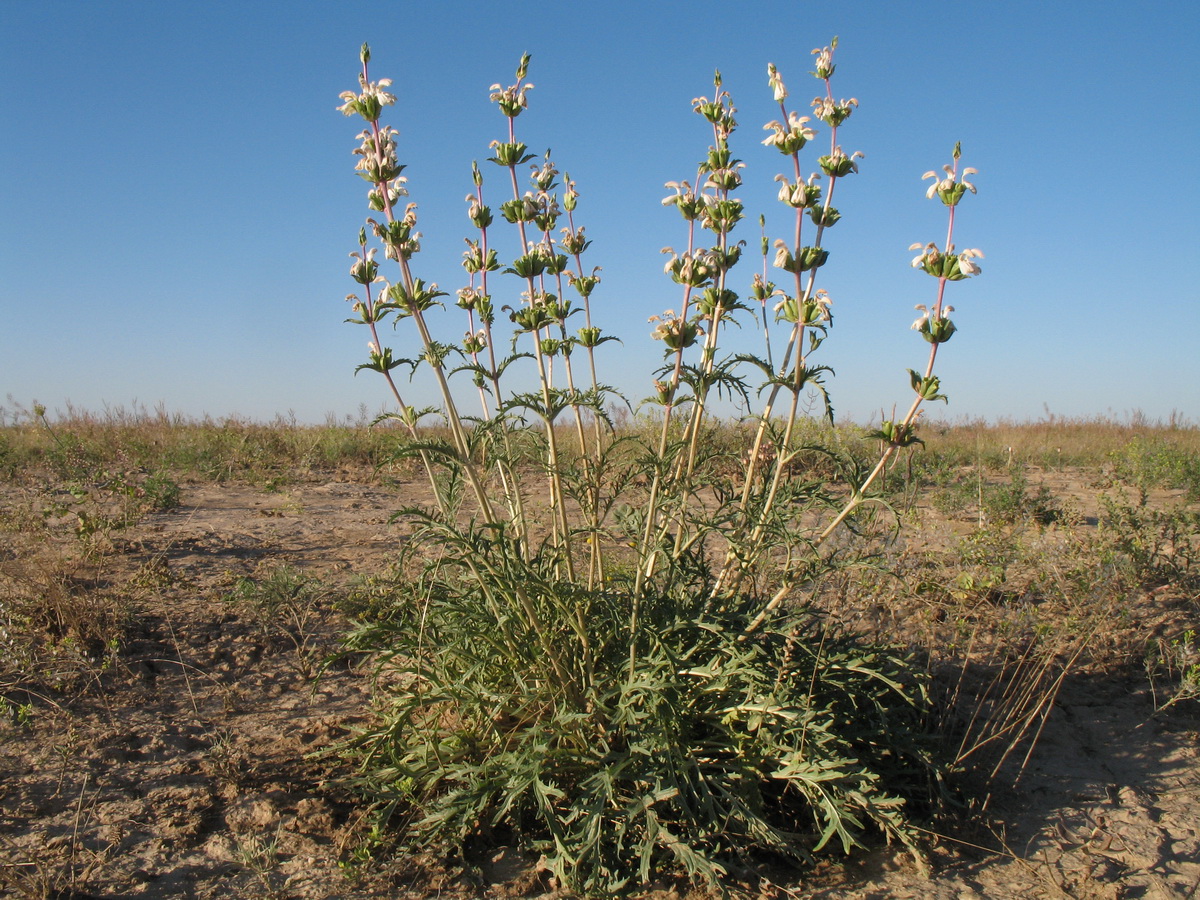 Image of Phlomoides septentrionalis specimen.