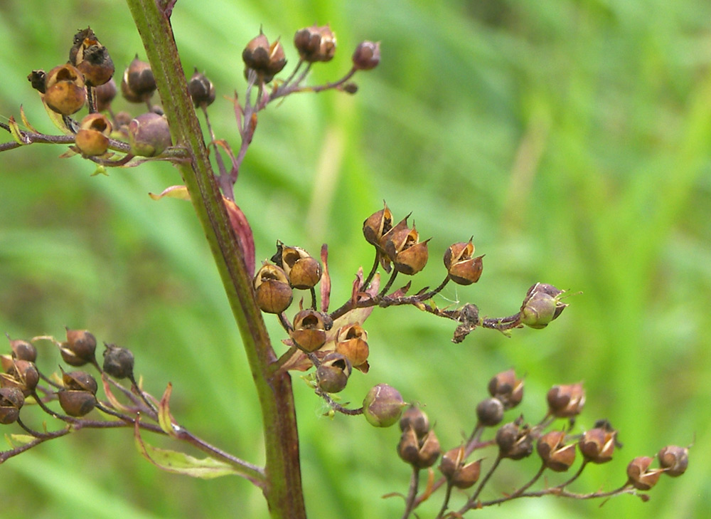 Image of Scrophularia umbrosa specimen.