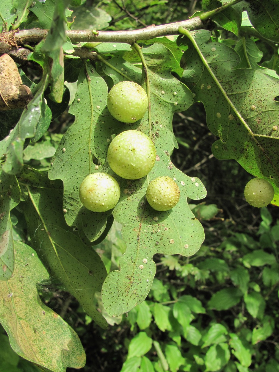 Image of Quercus robur specimen.