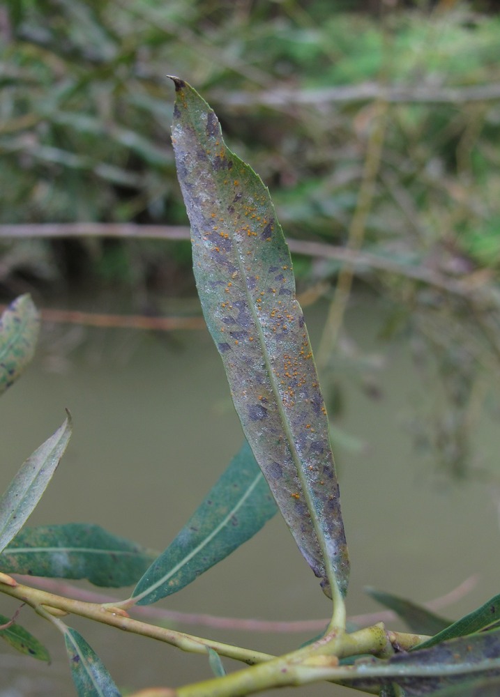 Image of Salix elbursensis specimen.