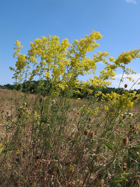 Изображение особи Galium verum.