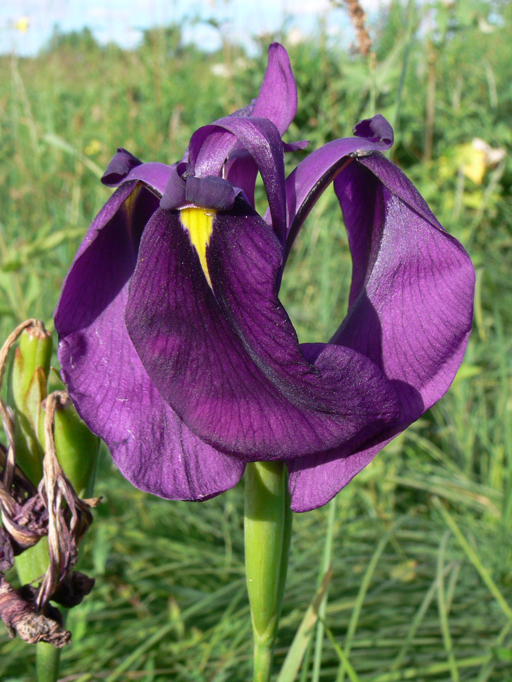 Image of Iris ensata specimen.