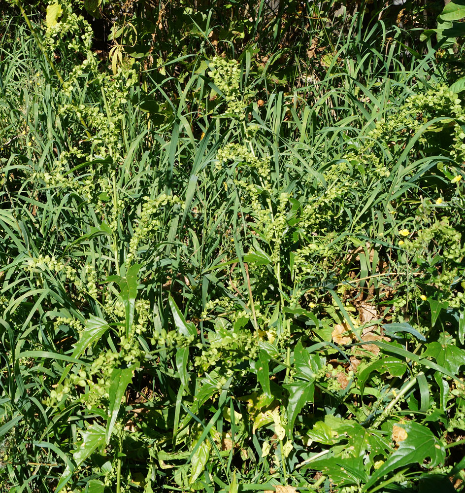 Image of Atriplex sagittata specimen.