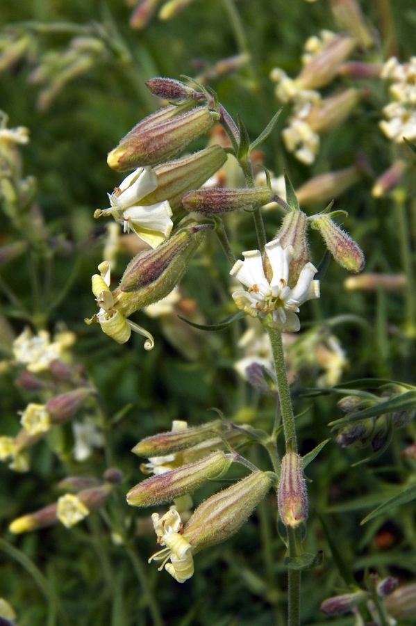 Изображение особи Silene amoena.