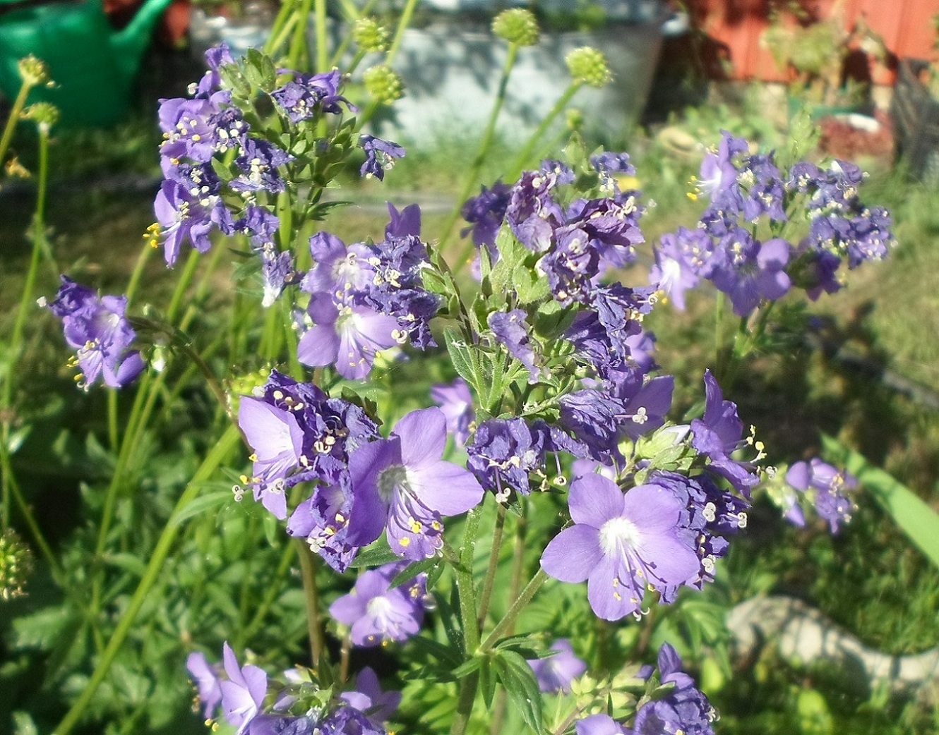 Image of Polemonium caeruleum specimen.