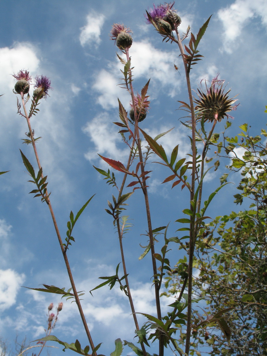 Image of Serratula coronata specimen.