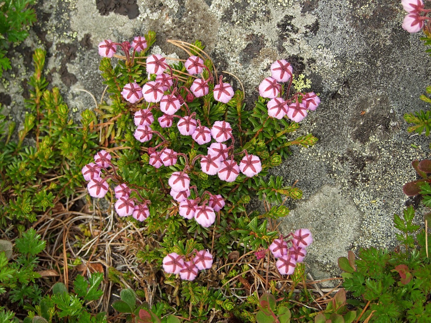 Image of Phyllodoce caerulea specimen.