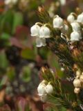 Cassiope ericoides