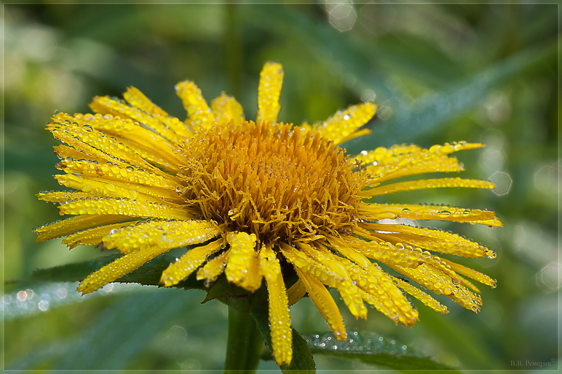 Image of Inula salicina specimen.