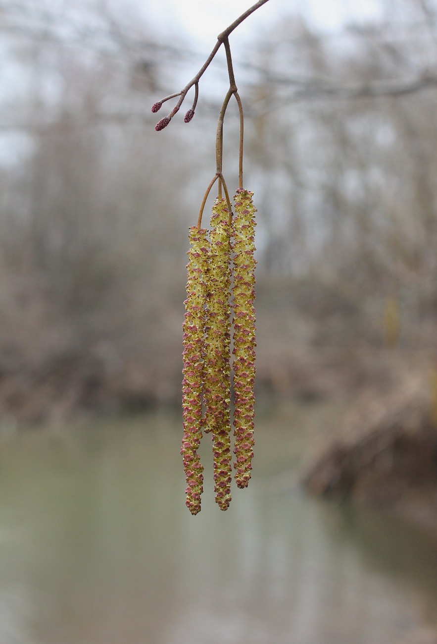 Image of Alnus barbata specimen.