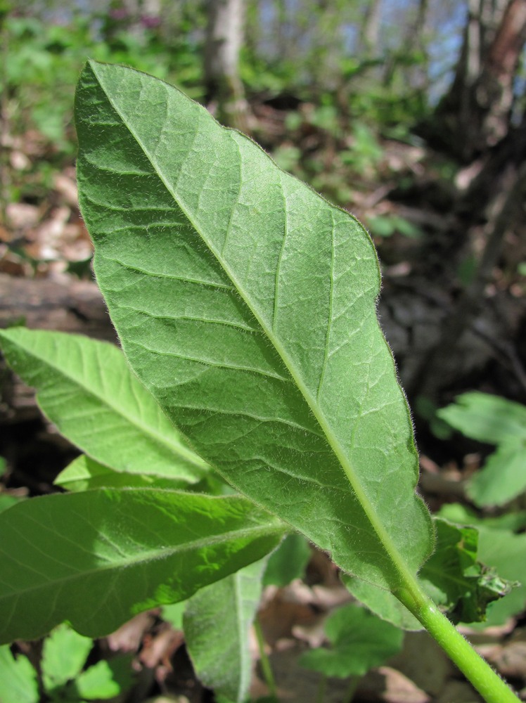 Image of Euphorbia squamosa specimen.