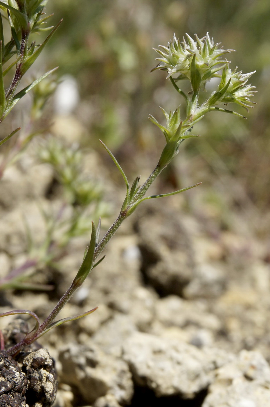 Image of Queria hispanica specimen.