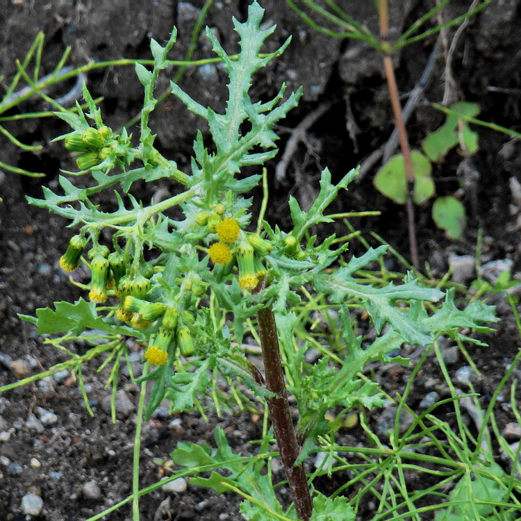 Изображение особи Senecio vulgaris.