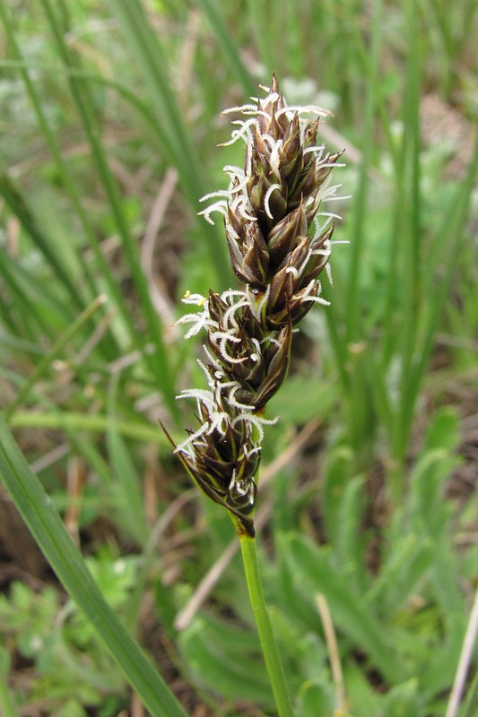 Image of Carex divisa specimen.